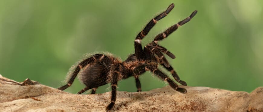 12 Creative Names That Mean Spider