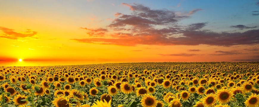 12 Names That Mean Sunflower
