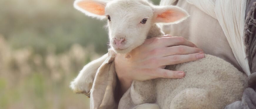 15 Lovely Names That Mean Lamb