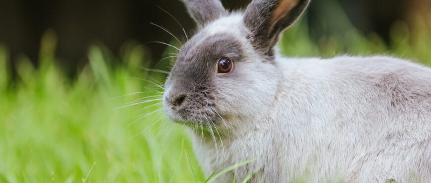16 Names That Mean Rabbit
