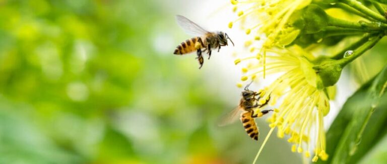 23 Names That Mean Honey Bee 768x327 