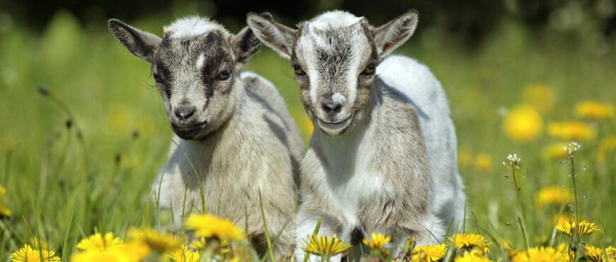 35 Baby Names That Mean “Goat”