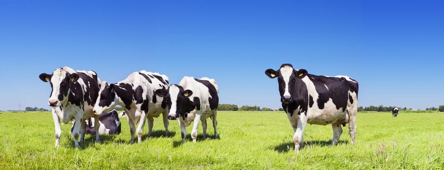 45 Clever Names That Mean Cow