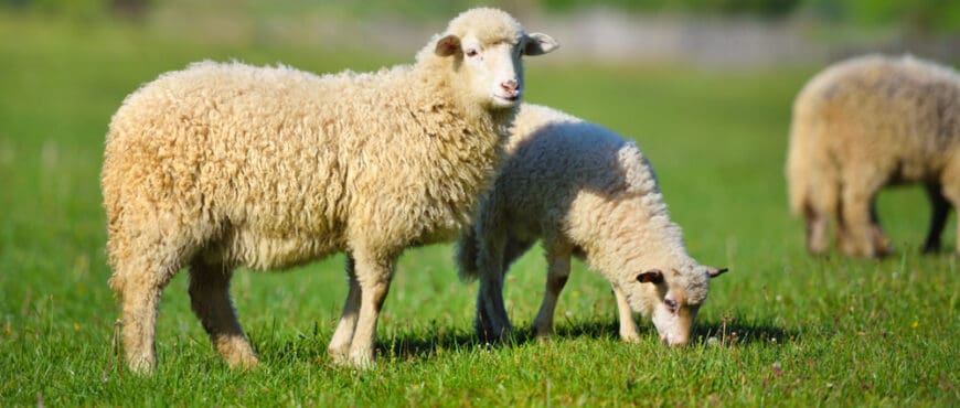 45 Names That Mean Sheep