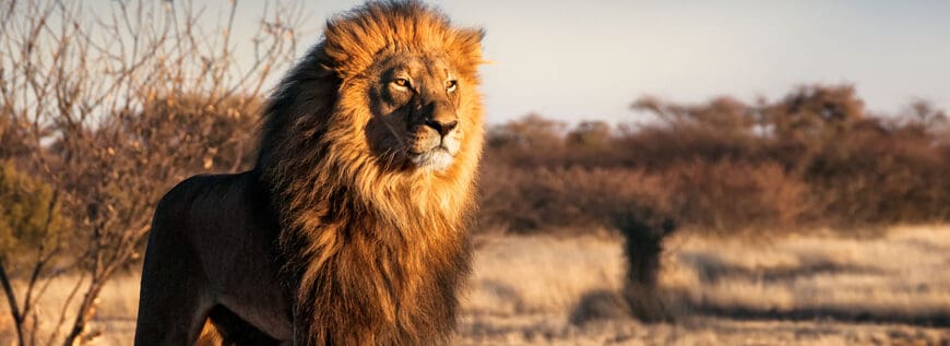 48 Names That Mean Lion
