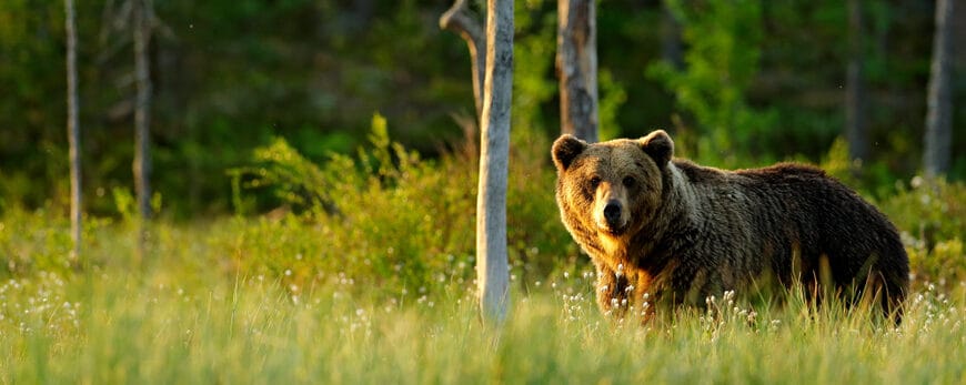 50 Intriguing Names That Mean Bear