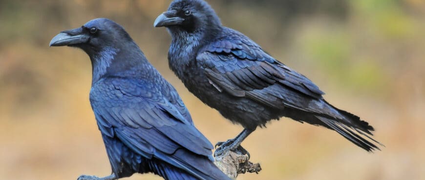 50 Names That Mean Raven