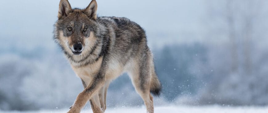 50 Names That Mean Wolf